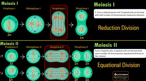 meiosis i vs meiosis ii|11.2.2: Meiosis II .